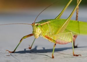 fork-tailed_bush_katydid_42143s