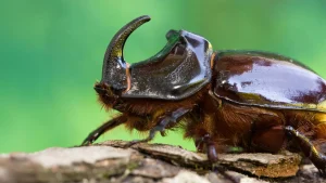 tailed-stag-beetle